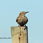 Agulhas Long-billed Lark / Certhilauda brevirostris