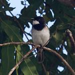 Белобрюхий свистун / Pachycephala leucogastra