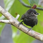 Sooty Babbler / Stachyris herberti