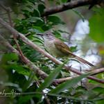 Малавийский бюльбюль / Phyllastrephus alfredi