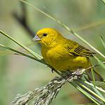 Лимонный зерноед / Sicalis citrina
