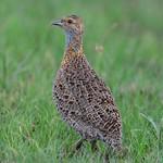 Серокрылый франколин / Scleroptila afra