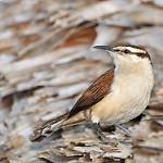White-bellied Wren / Uropsila leucogastra
