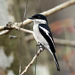 Bar-winged Flycatcher-shrike / Hemipus picatus