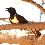 Сорочий скворец / Speculipastor bicolor