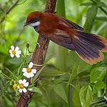Palau Fantail / Rhipidura lepida