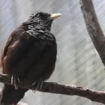 Капюшоновая дроздовка / Turdoides atripennis