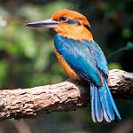 Guam Kingfisher / Todiramphus cinnamominus