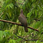 Короткоклювый голубь / Patagioenas nigrirostris