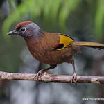 Malayan Laughingthrush / Trochalopteron peninsulae