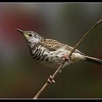Bar-breasted Honeyeater / Ramsayornis fasciatus