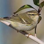 Hume's Leaf Warbler / Phylloscopus humei