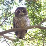 Патагонская неясыть / Strix rufipes