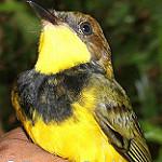 Иволговый свистун / Pachycephala orioloides