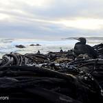 Капский баклан / Phalacrocorax capensis