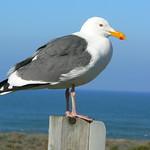 Западная чайка / Larus occidentalis
