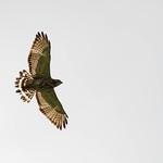 Ширококрылый канюк / Buteo platypterus