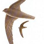 Тёмный стриж / Cypseloides fumigatus