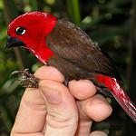 Карминный толстоклюв / Pyrenestes sanguineus