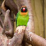 Чернощёкий неразлучник / Agapornis nigrigenis