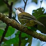 Рыжехвостый бюльбюль / Criniger calurus