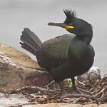 Хохлатый баклан / Gulosus aristotelis