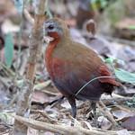 Madagascar Forest Rail / Mentocrex kioloides