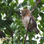 Cuban Pygmy Owl / Glaucidium siju