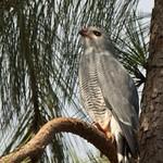 Ящеричный ястребок / Kaupifalco monogrammicus