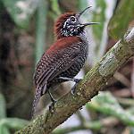 Riverside Wren / Cantorchilus semibadius