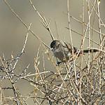 Dark-winged Canastero / Asthenes arequipae