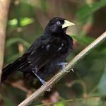 Желтоклювый кассик / Amblycercus holosericeus