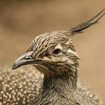 Elegant Crested Tinamou / Eudromia elegans