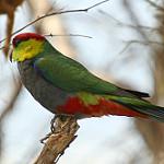 Красношапочный попугай / Purpureicephalus spurius