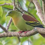 Ashy-headed Green Pigeon / Treron phayrei