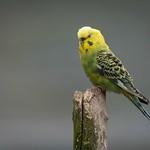 Budgerigar / Melopsittacus undulatus