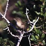 Socorro Wren / Troglodytes sissonii