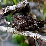 Траурный козодой / Nyctipolus nigrescens