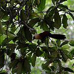 Black-faced Coucal / Centropus melanops