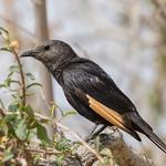 Тристрамов скворец / Onychognathus tristramii