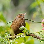 Полосатая кустарница / Trochalopteron lineatum