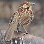 Масковая кустарница / Pterorhinus lanceolatus