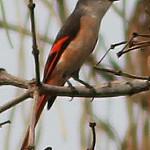 Rosy Minivet / Pericrocotus roseus