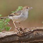 Рыжеплечая цистикола / Cisticola chiniana