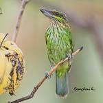 Green-eared Barbet / Psilopogon faiostrictus