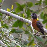 Трёхцветный ткач / Ploceus tricolor