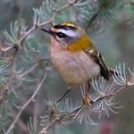 Корольковые / Regulidae фото