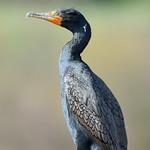 Олушеобразные / Suliformes фото