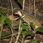 Королевская питтовая муравьеловка / Grallaria varia