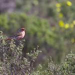 Przevalski's Finch / Urocynchramus pylzowi